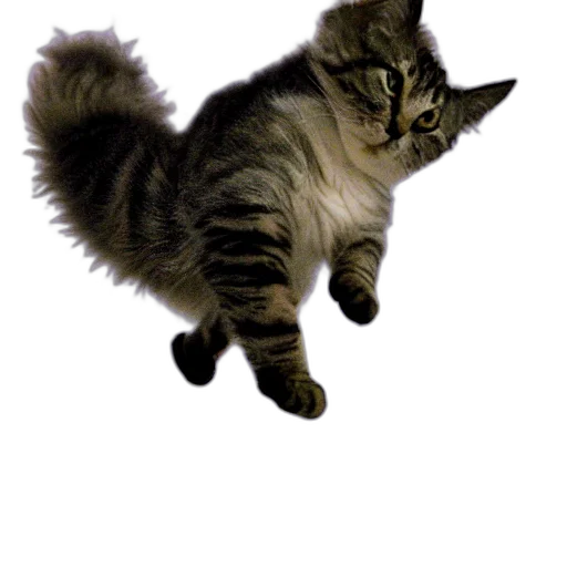 animal, creature, staff, hair transparent PNG cut-out
