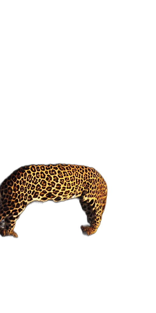 animal, hair, hat, shoes transparent PNG cut-out