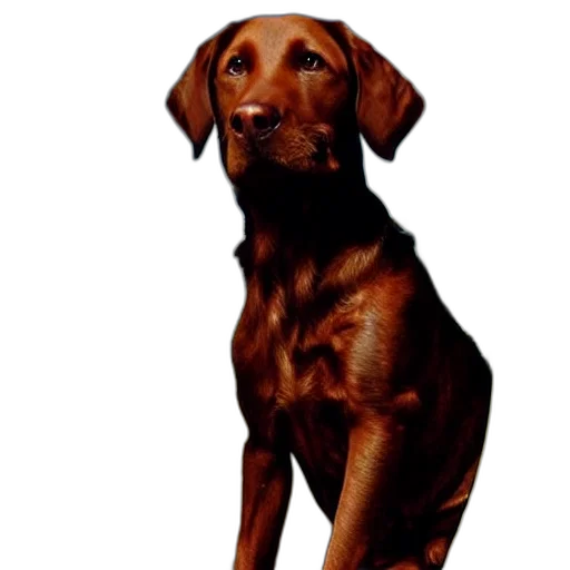 animal, staff, creature, face transparent PNG cut-out