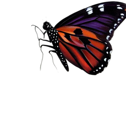animal, creature, crown, jewelry transparent PNG cut-out