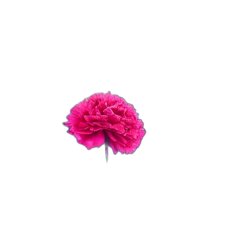 flower, crown, hat, umbrella transparent PNG cut-out