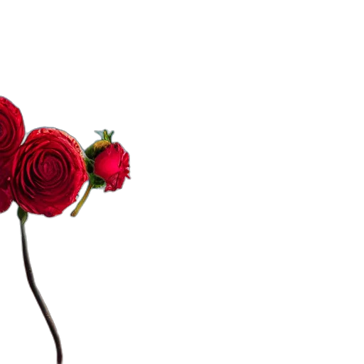flower, crown, jewelry, hat transparent PNG cut-out