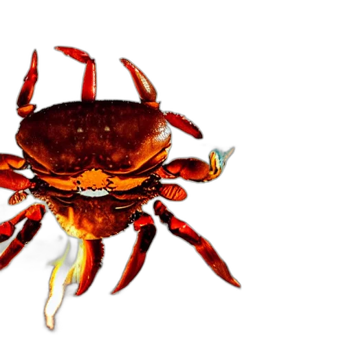 animal, creature, crown, food transparent PNG cut-out