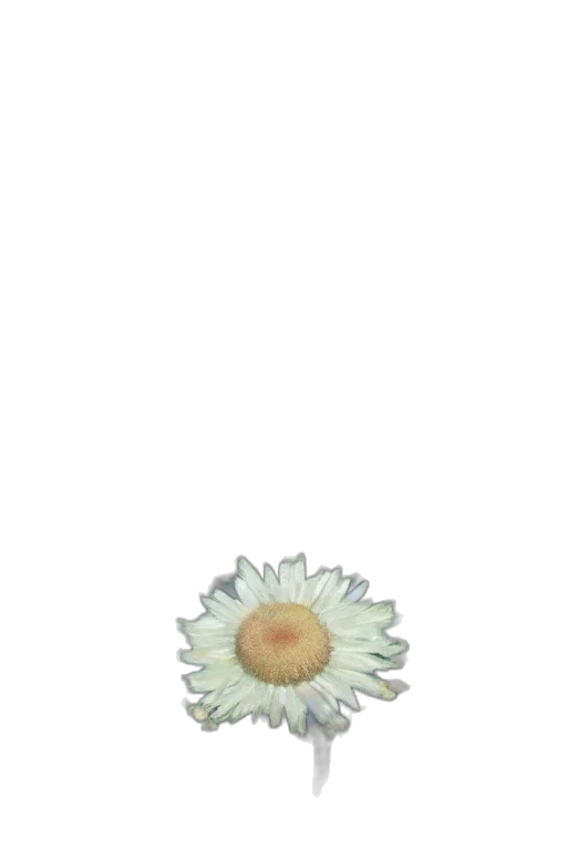 flower, crown, jewelry, staff transparent PNG cut-out