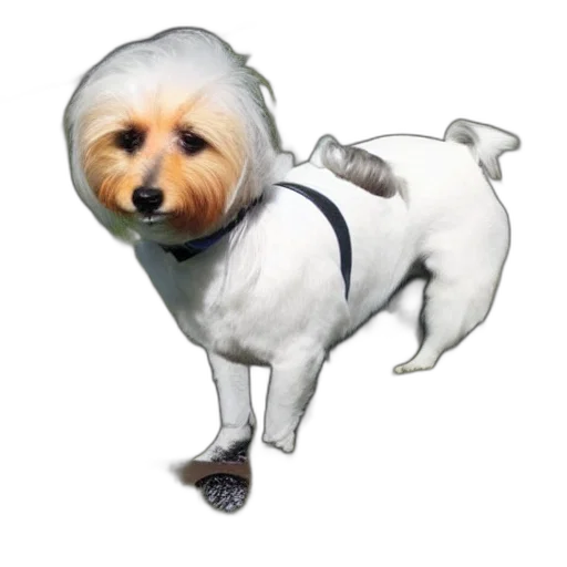 animal, creature, staff, jacket transparent PNG cut-out