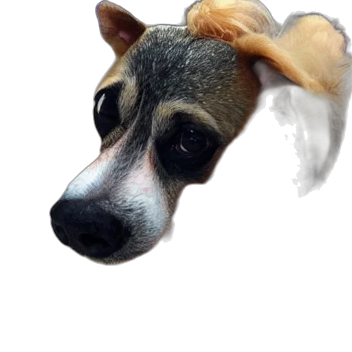 animal, creature, face, staff transparent PNG cut-out