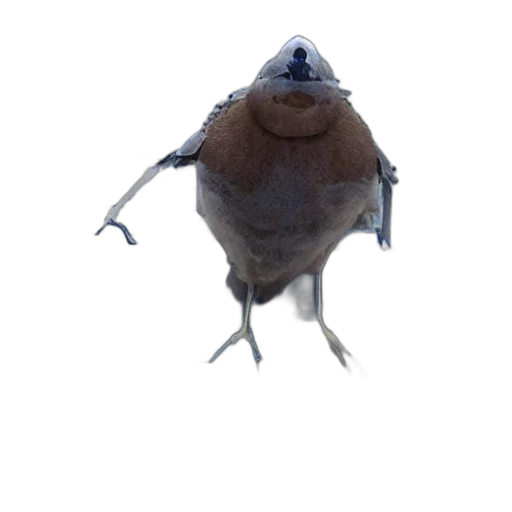 animal, creature, hat, staff transparent PNG cut-out