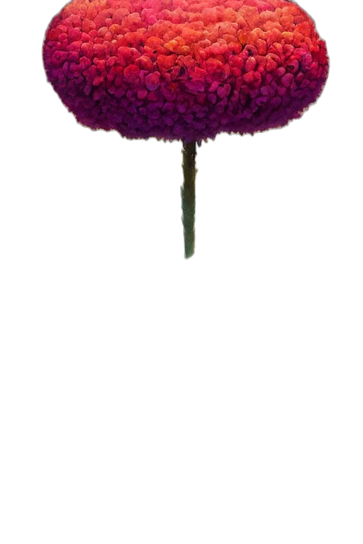 flower, hat, crown, umbrella transparent PNG cut-out