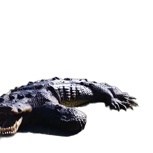 dragon, animal, creature, weapon transparent PNG cut-out
