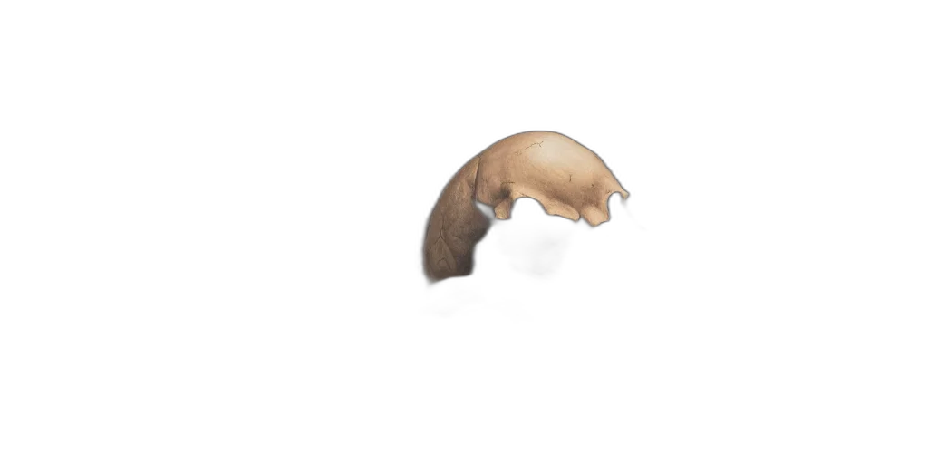 animal, hair, hat, creature transparent PNG cut-out