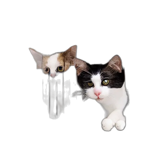 animal, staff, furniture, jewelry transparent PNG cut-out