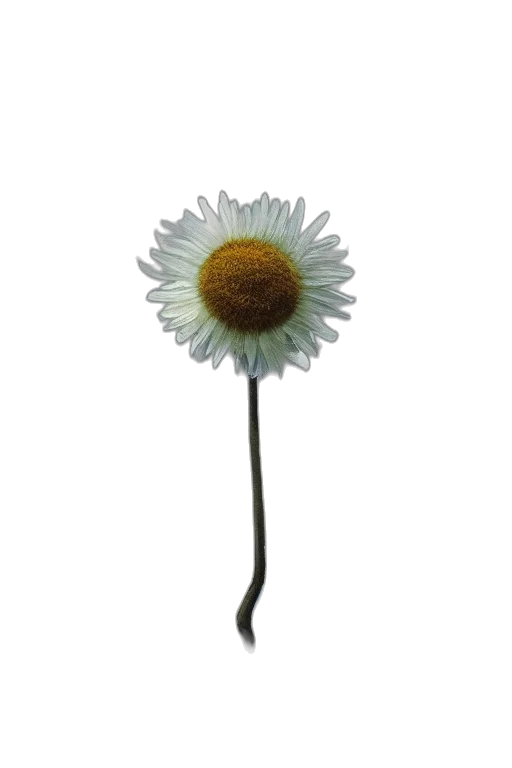 flower, staff, crown, jewelry transparent PNG cut-out