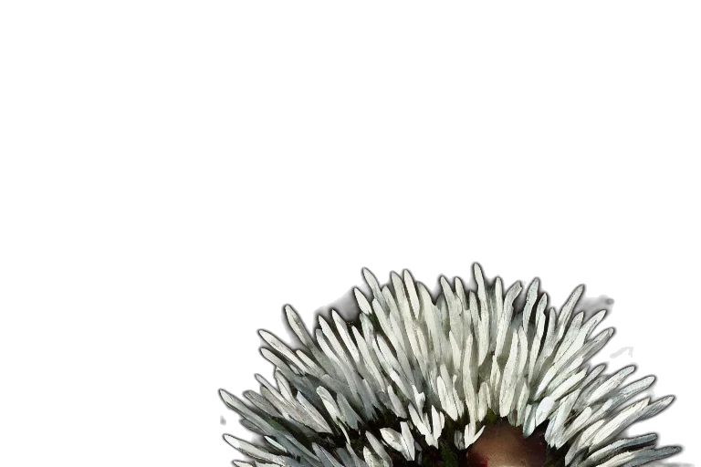 hair, flower, crown, staff transparent PNG cut-out