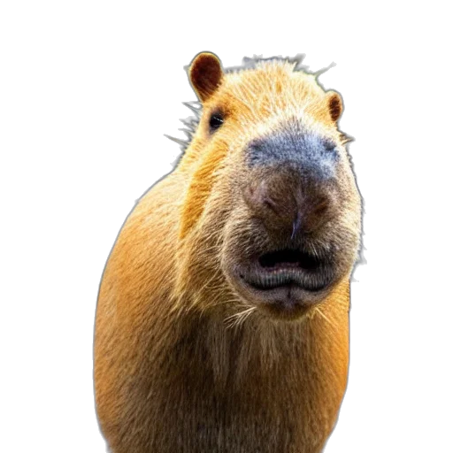 animal, creature, face, staff transparent PNG cut-out