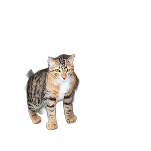 animal, creature, staff, weapon transparent PNG cut-out