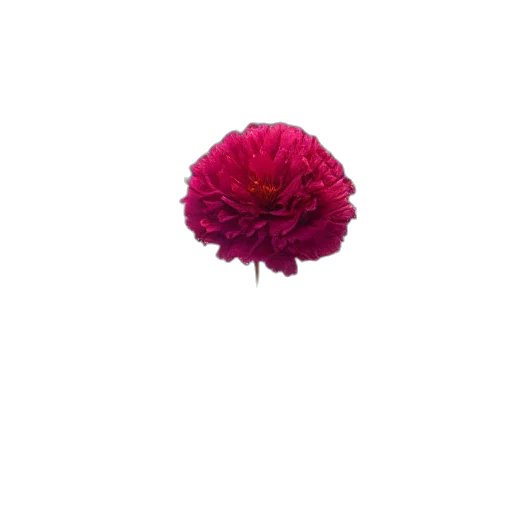 flower, crown, umbrella, jewelry transparent PNG cut-out
