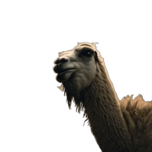 animal, creature, face, hair transparent PNG cut-out