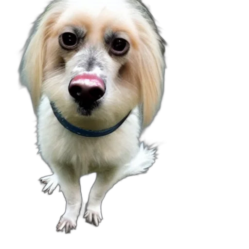 animal, creature, face, staff transparent PNG cut-out
