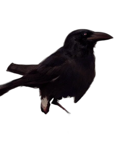 animal, creature, staff, food transparent PNG cut-out