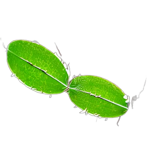 animal, creature, food, weapon transparent PNG cut-out