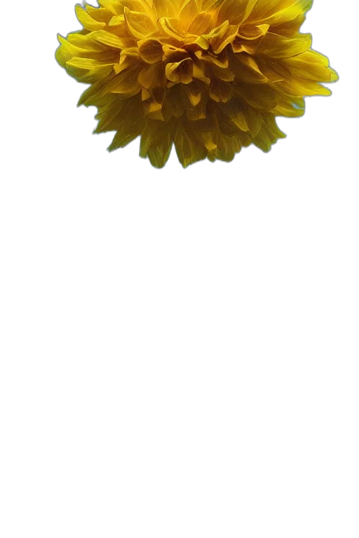 flower, crown, staff, jewelry transparent PNG cut-out