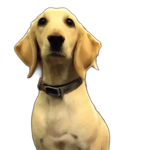 staff, animal, face, creature transparent PNG cut-out