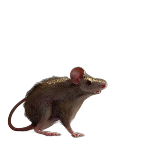animal, creature, hat, staff transparent PNG cut-out