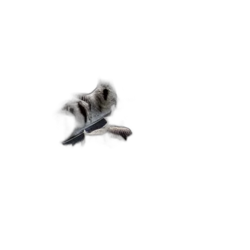 animal, shoes, weapon, dragon transparent PNG cut-out