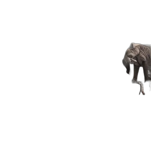 animal, creature, umbrella, shoes transparent PNG cut-out