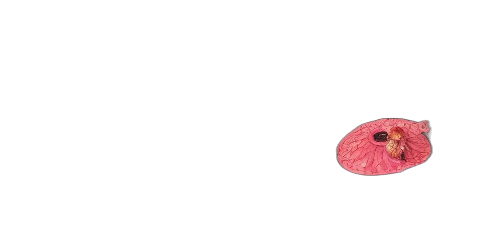 flower, hat, umbrella, food transparent PNG cut-out