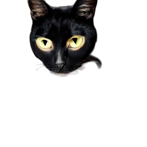 animal, creature, face, staff transparent PNG cut-out