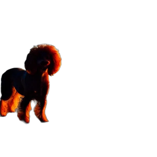 animal, creature, hair, dragon transparent PNG cut-out