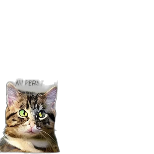animal, hat, creature, staff transparent PNG cut-out