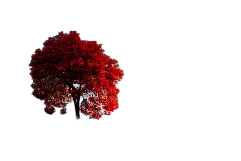 tree, crown, hat, hair transparent PNG cut-out