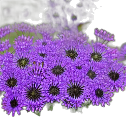 flower, crown, jewelry, staff transparent PNG cut-out