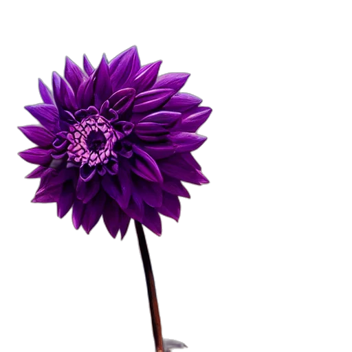 flower, umbrella, staff, crown transparent PNG cut-out