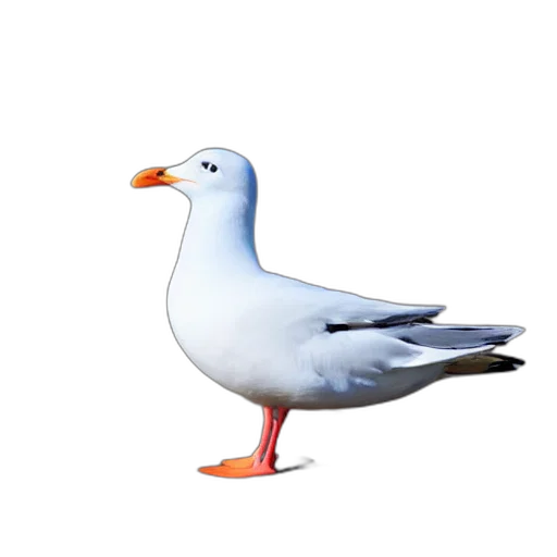 animal, creature, food, staff transparent PNG cut-out