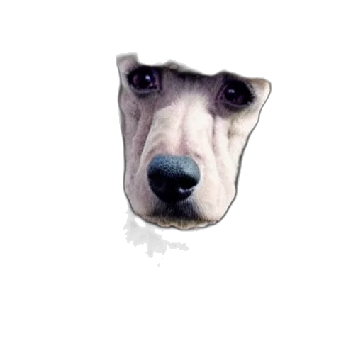 face, animal, creature, staff transparent PNG cut-out
