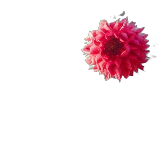 flower, crown, umbrella, staff transparent PNG cut-out