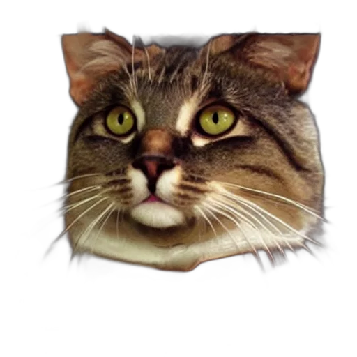 animal, face, hat, crown transparent PNG cut-out
