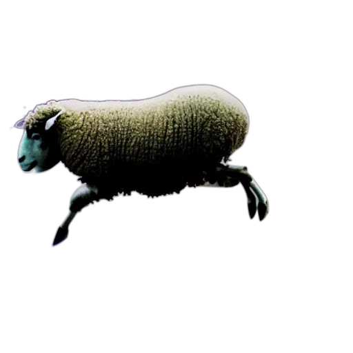 animal, creature, weapon, food transparent PNG cut-out