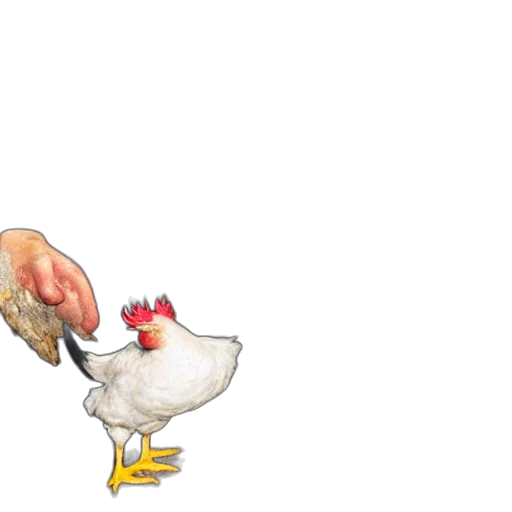 animal, food, shoes, concept art transparent PNG cut-out