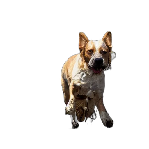 animal, staff, creature, face transparent PNG cut-out