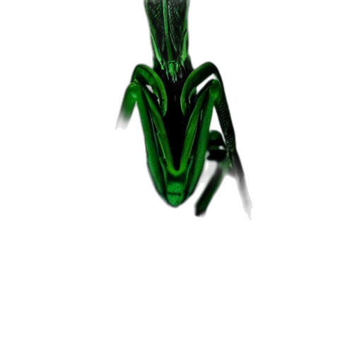 creature, animal, dragon, staff transparent PNG cut-out