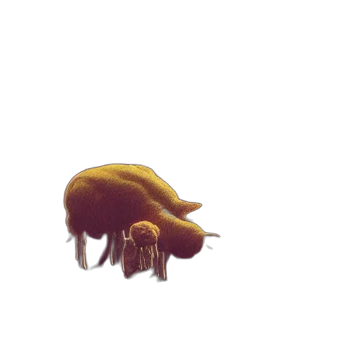creature, animal, hair, hat transparent PNG cut-out