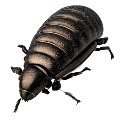 animal, creature, hair, crown transparent PNG cut-out