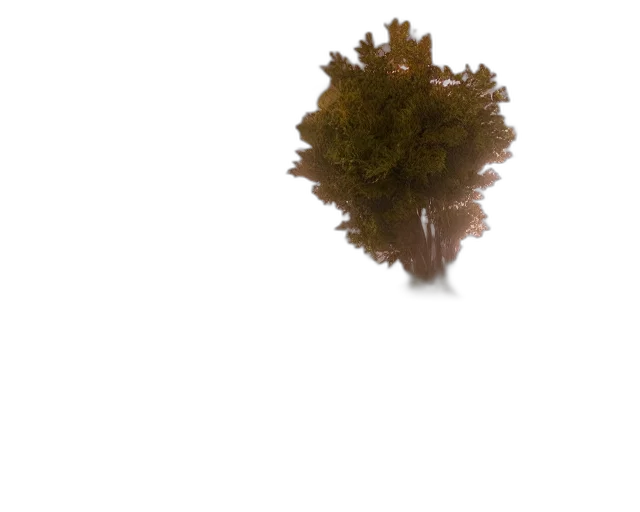 tree, hair, crown, creature transparent PNG cut-out
