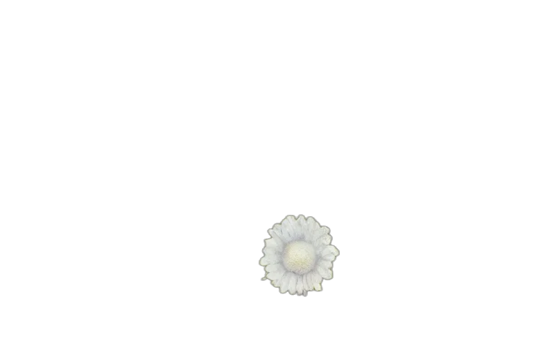 flower, jewelry, crown, weapon transparent PNG cut-out