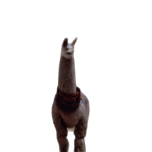 animal, staff, creature, hat transparent PNG cut-out