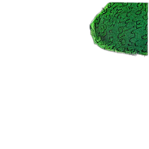 tree, hat, crown, hair transparent PNG cut-out